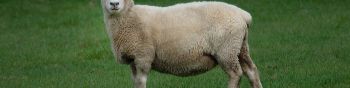 sheep, wool, farm Wallpaper 1590x400