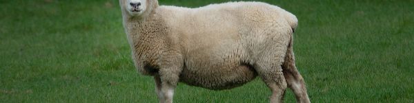Обои 1590x400 овца, шерсть, ферма