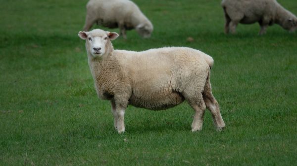 sheep, wool, farm Wallpaper 2048x1152
