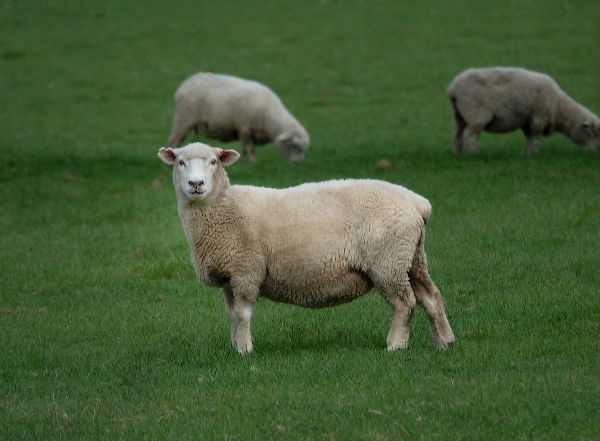 sheep, wool, farm Wallpaper 3948x2905