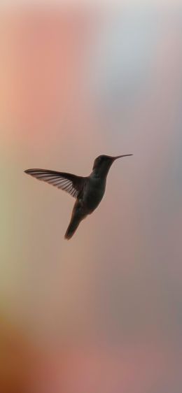 hummingbirds, bird, flight Wallpaper 1125x2436