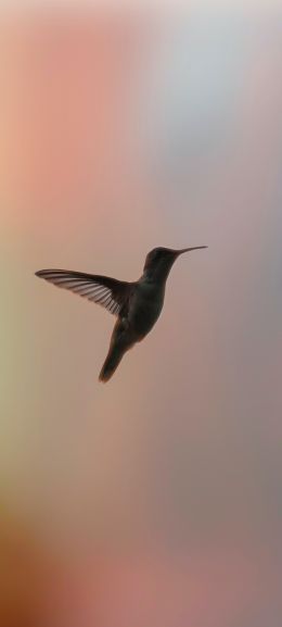 hummingbirds, bird, flight Wallpaper 1080x2400