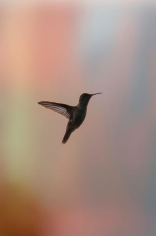 hummingbirds, bird, flight Wallpaper 2617x3958