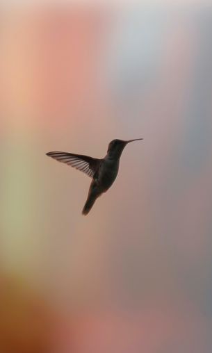 hummingbirds, bird, flight Wallpaper 1200x2000
