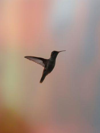 hummingbirds, bird, flight Wallpaper 1668x2224