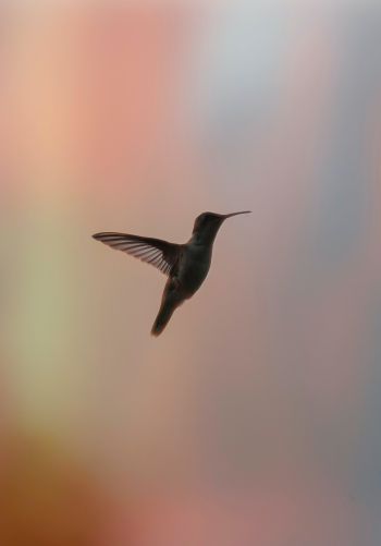 hummingbirds, bird, flight Wallpaper 1668x2388