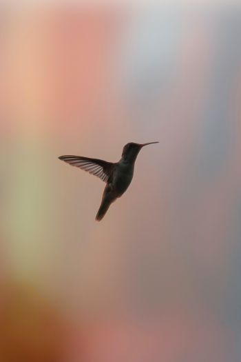 hummingbirds, bird, flight Wallpaper 640x960