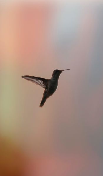 hummingbirds, bird, flight Wallpaper 600x1024