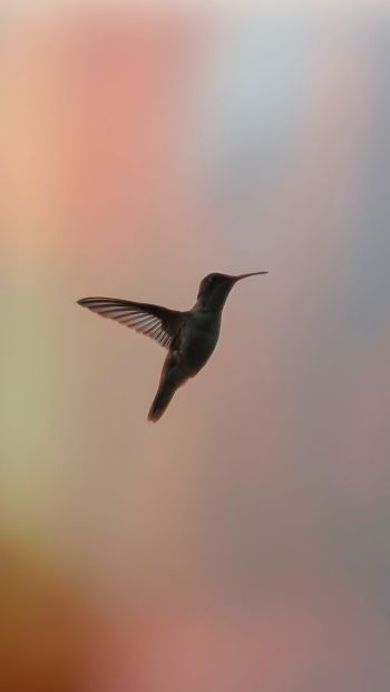 hummingbirds, bird, flight Wallpaper 640x1136