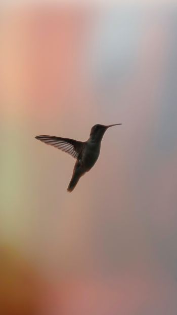 hummingbirds, bird, flight Wallpaper 750x1334