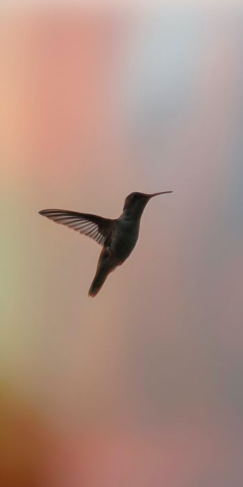 hummingbirds, bird, flight Wallpaper 720x1440