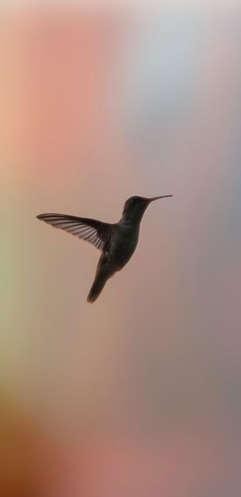 hummingbirds, bird, flight Wallpaper 1080x2220