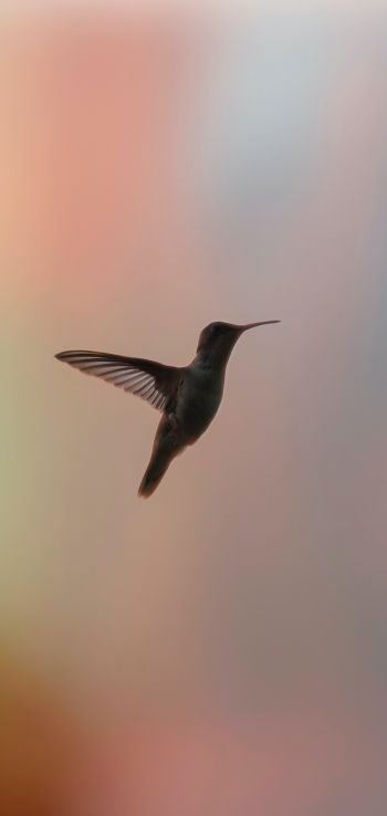 hummingbirds, bird, flight Wallpaper 1440x3040