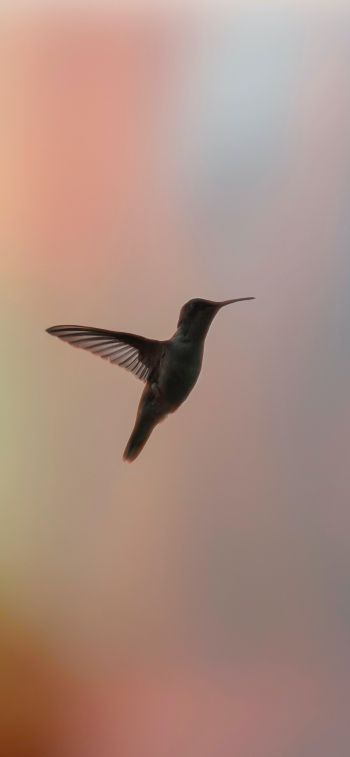 hummingbirds, bird, flight Wallpaper 1242x2688