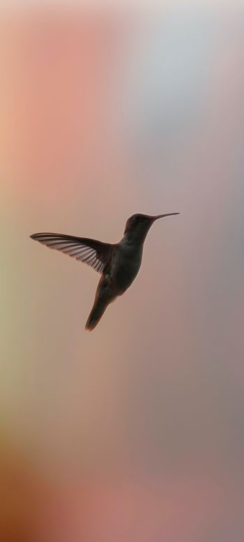 hummingbirds, bird, flight Wallpaper 1080x2400