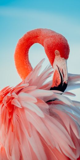 flamingo, pink Wallpaper 720x1440
