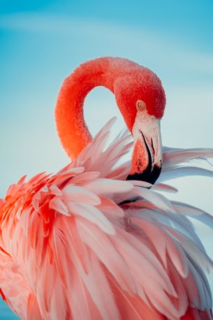 flamingo, pink Wallpaper 3091x4636