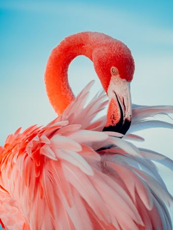 flamingo, pink Wallpaper 2048x2732