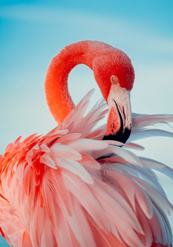 flamingo, pink Wallpaper 1668x2388