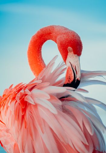 flamingo, pink Wallpaper 1640x2360