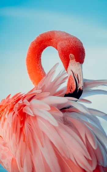 flamingo, pink Wallpaper 1752x2800