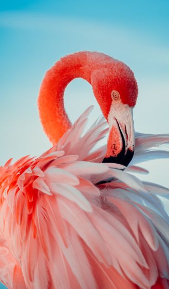 flamingo, pink Wallpaper 600x1024