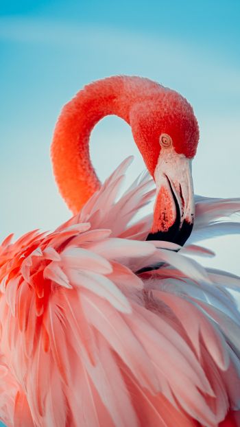Обои 1440x2560 фламинго, розовый