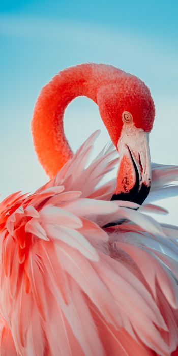 flamingo, pink Wallpaper 720x1440