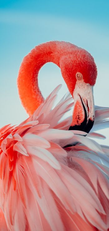 Обои 720x1520 фламинго, розовый