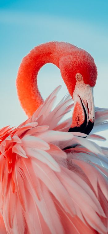flamingo, pink Wallpaper 1242x2688