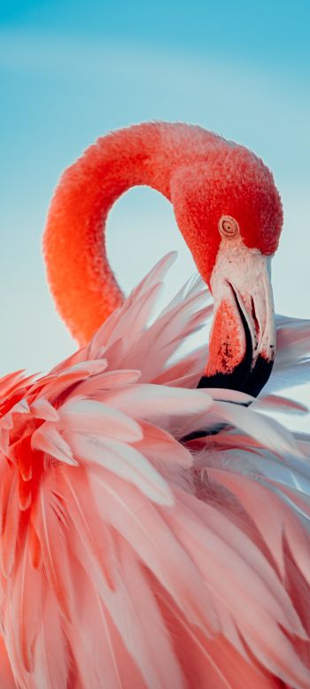 Обои 720x1600 фламинго, розовый