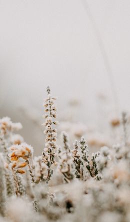 flower field, frost Wallpaper 600x1024