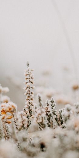 flower field, frost Wallpaper 720x1440