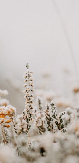 flower field, frost Wallpaper 1440x2960