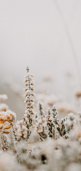 flower field, frost Wallpaper 1080x2280