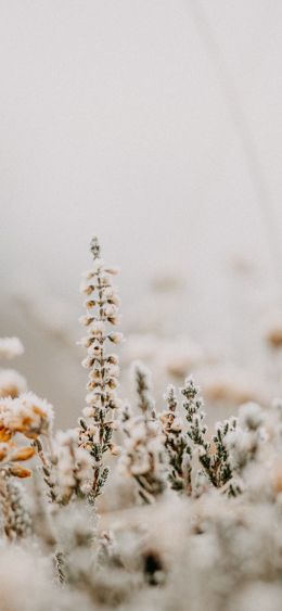 flower field, frost Wallpaper 1080x2340