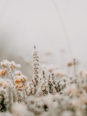 flower field, frost Wallpaper 2048x2732