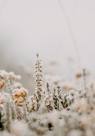 flower field, frost Wallpaper 1640x2360