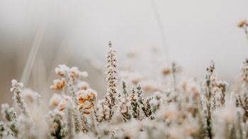flower field, frost Wallpaper 7680x4320