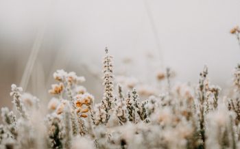 flower field, frost Wallpaper 2560x1600