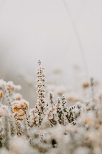 flower field, frost Wallpaper 640x960