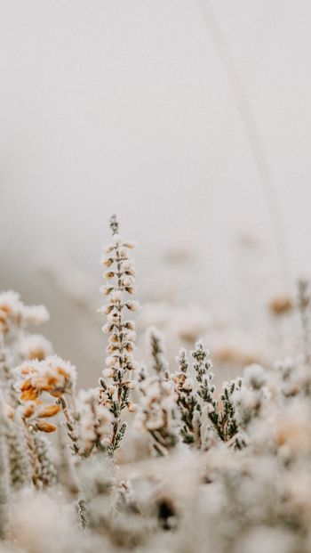 flower field, frost Wallpaper 640x1136