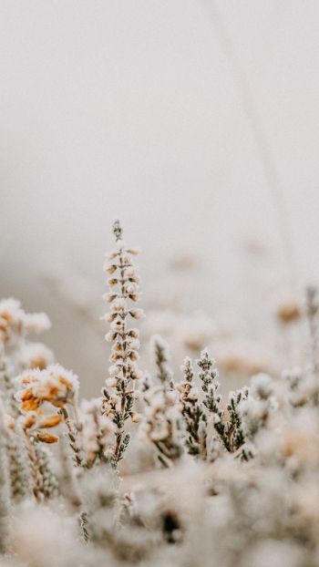 flower field, frost Wallpaper 1080x1920