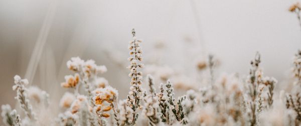 flower field, frost Wallpaper 3440x1440