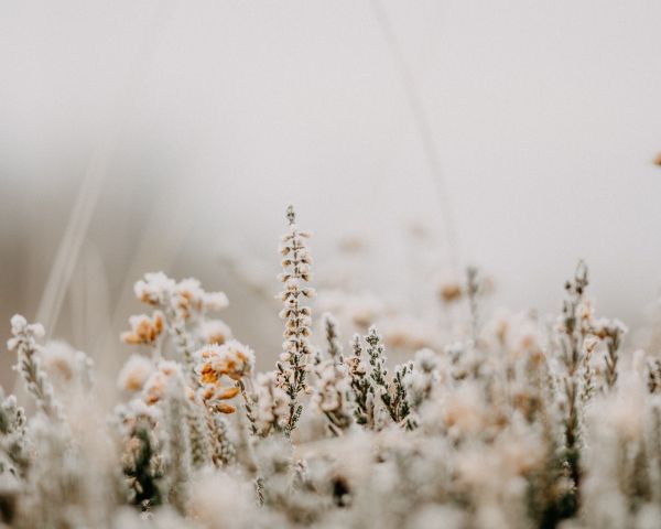 flower field, frost Wallpaper 1280x1024