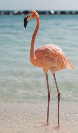 flamingo, bird, shallow water Wallpaper 600x1024