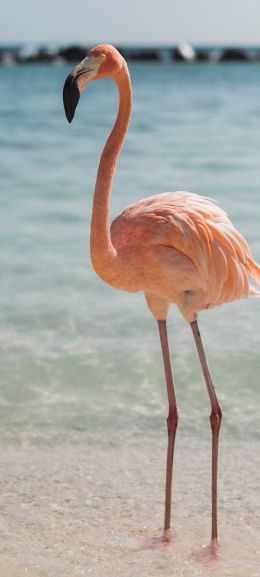 flamingo, bird, shallow water Wallpaper 720x1600