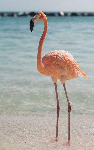 flamingo, bird, shallow water Wallpaper 1752x2800