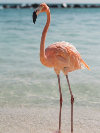 flamingo, bird, shallow water Wallpaper 1536x2048