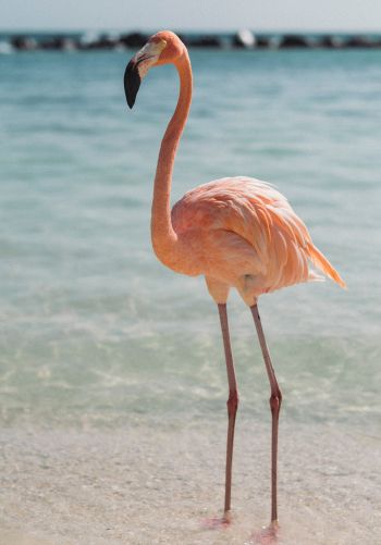 flamingo, bird, shallow water Wallpaper 1668x2388